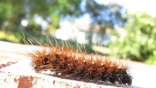 Rhodogastria amasis tricoloured tiger mothlarva on thumbnailThe larvae feed on AcaciaCalodendrum [upl. by Thirzia]