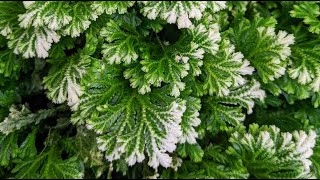 Selaginella Martensii How to Grow Frosty Fern [upl. by Erika]