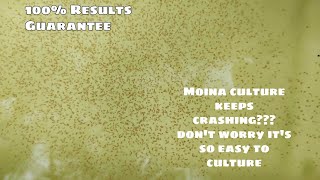 How to culture Moina effectively  myaquaworldin [upl. by Ayekin]