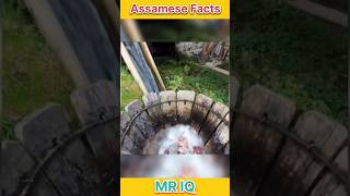 Assamese Facts । Mr IQ । shorts assamese assam assamesevideo [upl. by Akemad]