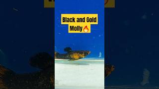 💢Black and Gold Molly🔥mollyfish rare rarefish mollies blackandgold aquariumfish [upl. by Ahsiret]