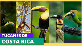 Las fascinantes especies de tucanes de Costa Rica [upl. by Eitsim]