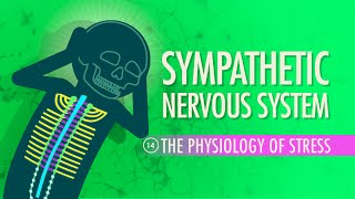 Sympathetic Nervous System Crash Course Anatomy amp Physiology 14 [upl. by Rehoptsirhc]