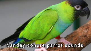 Nanday conure parrot sounds [upl. by Uphemia]