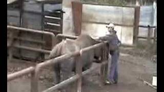 Rhino Training at Potter Park Zoo in Lansing Michigan [upl. by Richer]