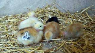 Turken Baby Chicks at BucABuc Farm httpwwwbucabuccom [upl. by Ofori]