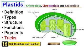 Plastids  Chloroplast Chromoplast and Leucoplast  Complete Concept [upl. by Fraze977]