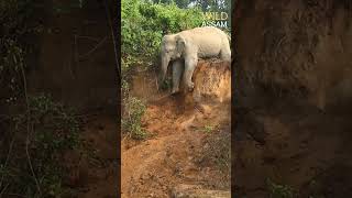 Elephants fell down from bank [upl. by Yorke245]