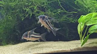 corydoras cw127 spawning [upl. by Russo]