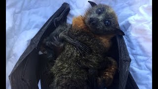 Rescue of a flyingfox hanging on a pool fence Riki and her twins [upl. by Erlinna]