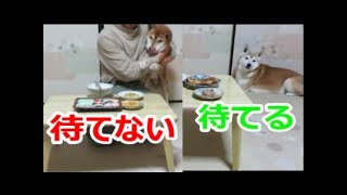 待てる犬と待てない犬 この差って？柴犬まめとちゃめ [upl. by Eachern]