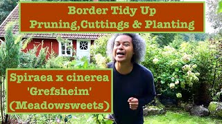 Border Tidy Up  Pruning Cuttings amp Planting Spiraea x cinerea Grefsheim Meadowsweets [upl. by Caresse]