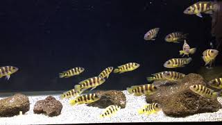 Wild Neolamprologus Sexfasciatus Gold [upl. by Melone]