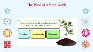 The Formation of 21 9  12  Amino Acids from Glucose and Fatty Acids in Plants  Hindi  Wisdom [upl. by Jeanelle]