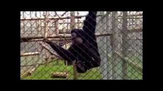 SCREAMING GIBBONS [upl. by Kenneth]