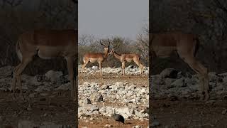 Impalas in Etosha National Park Namibia [upl. by Dwane]