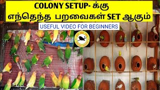 COLONY BREEDING பண்ண ஆசையா  எந்தெந்த பறவைகள் COLONY BREEDING க்கு SET ஆகும் BUDGIES  COCKATIELS [upl. by Rollin]