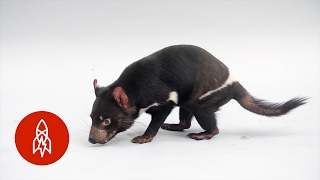 This Tasmanian Devil Is No Looney Tunes Character [upl. by Mcdowell337]