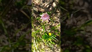 Tragopogon porrigolius  Salsify  Λαγοχορτο πεντανόστιμο foraging botany herbalmedicine [upl. by Joana524]