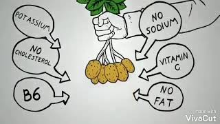 GMO  Genetically Modified Potato [upl. by Irak]