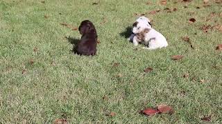 Cocker Spaniel Puppies For Sale [upl. by Ablem799]