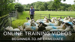 Online Sheepdog Training Tutorials at The Working Sheepdog Website [upl. by Gilemette80]