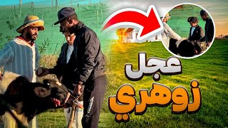 شريت عجل زوهري بعشرة مليون😱😂 [upl. by Ardnuaet]