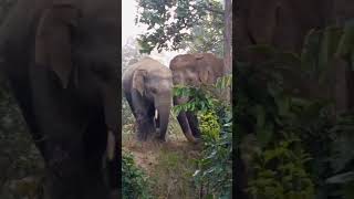 Basira jangal re hati achanti elephant youtubeshorts [upl. by Tannie975]