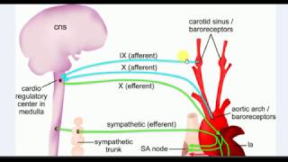 Physiology  1  BARORECEPTOR REFLEX [upl. by Lester]