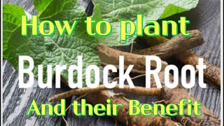 How to plant Burdock from the root and the benefits [upl. by Sammer961]