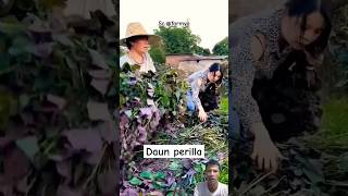 Daun perilla agriculture harvesting farm sieadie [upl. by Kancler874]