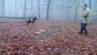 Search and Rescue Dog Training  6mo old [upl. by Ettenauq]