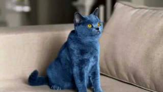 Smarties  comercial do Blue Cat para a Nestlé UK  MKTmaiscom [upl. by Yebba]