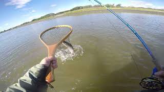 Video 12  Catching Scottish Estuary Sea Trout on the Fly [upl. by Anaeed]