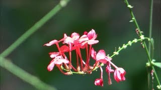 Plumbago Indica  Indian Leadwort [upl. by Enifesoj]