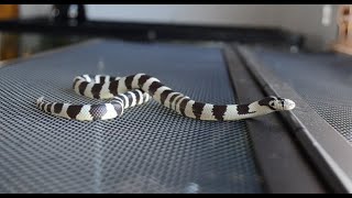 Kingsnake care guide 2022 My pets and fun facts [upl. by Acireit]