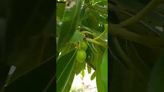 CedrodoPântanoCalophylum brasiliense Cambess Leitura na Descriçãoplantas [upl. by Atibat938]