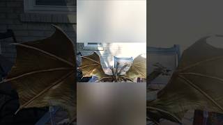 King Ghidorah Stop Motion Test [upl. by Kcirddehs]