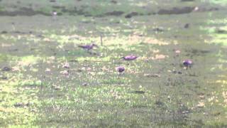 Whimbrel  Holme Fleet Cowpen Bewley Marsh Durham [upl. by Gipsy]