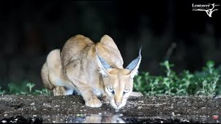 Lentorre Lodge Kenya Wildlife Cam🦉🦒quot🐱quot 20241121 [upl. by Shipley]