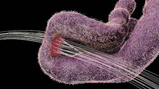 Chromosome and Kinetochore 2014 Drew Berry wehitv [upl. by Hogle109]