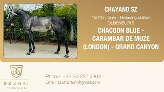 CHACOON BLUE x CARAMBAR DE MUZE LONDON 2018 APPROVED STALLION HORSE FOR SALE [upl. by Nythsa]