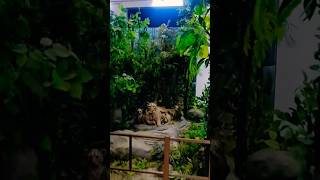 National Park Borivali Mumbai shortvideo [upl. by Iatnahs]