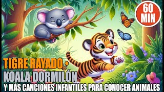 Tigre Rayado  Y Más Canciones Infantiles para Conocer Animales  60 minutos  Koala Dormilón [upl. by Claud]