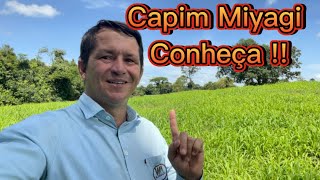 Capim Miyagi panicum de alta produtividade Conheça [upl. by Haisoj]