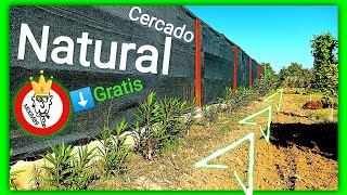 Como Cercar o Vallar un Campo Gratis de Manera Natural con Esquejes de Adelfa o Baladre By mixim89 [upl. by Goldie]