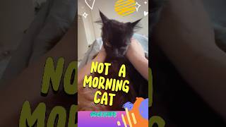 Not a Morning☕Cat😺shorts youtubeshorts cat [upl. by Nnylahs209]