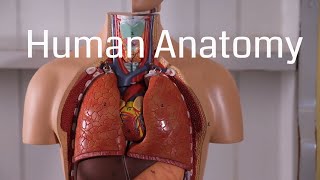 Basic Human Anatomy for Beginners [upl. by Brittney]