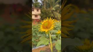 poove sempooveCover song by Nasri Life Tube [upl. by Doone]