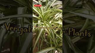 Verigated Spider Plant  Best Hanging Plant hxaqib11 ytshorts terracegarden cottagegardening [upl. by Vada]